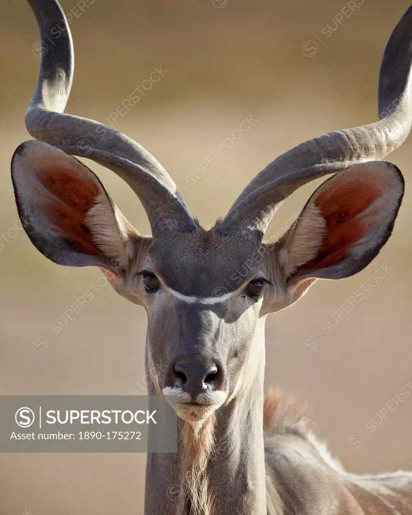 Greater kudu (Tragelaphus strepsiceros) buck, Kgalagadi Transfrontier Park, encompassing the former Kalahari Gemsbok National Park, South Africa, Afri...