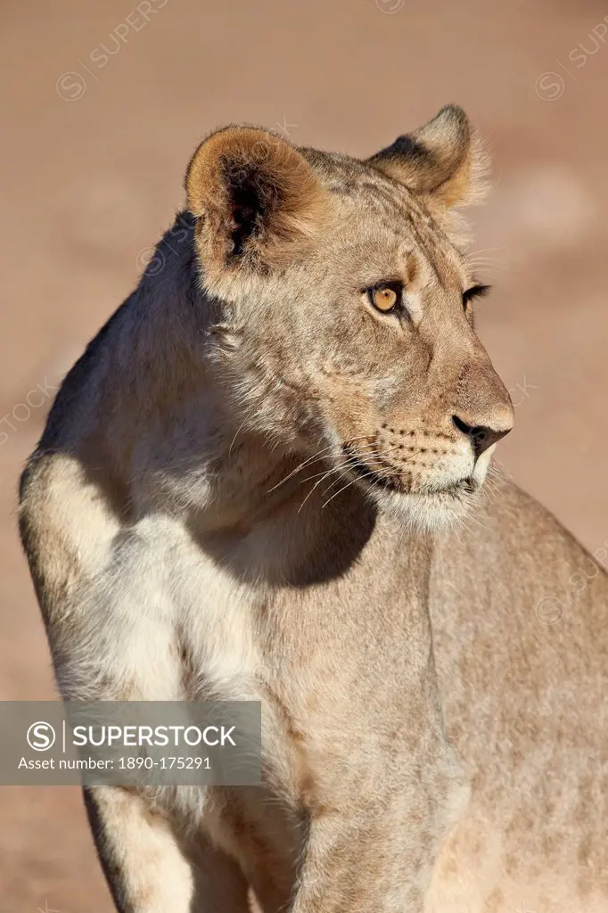Young male lion (Panthera leo), Kgalagadi Transfrontier Park, encompassing the former Kalahari Gemsbok National Park, South Africa, Africa