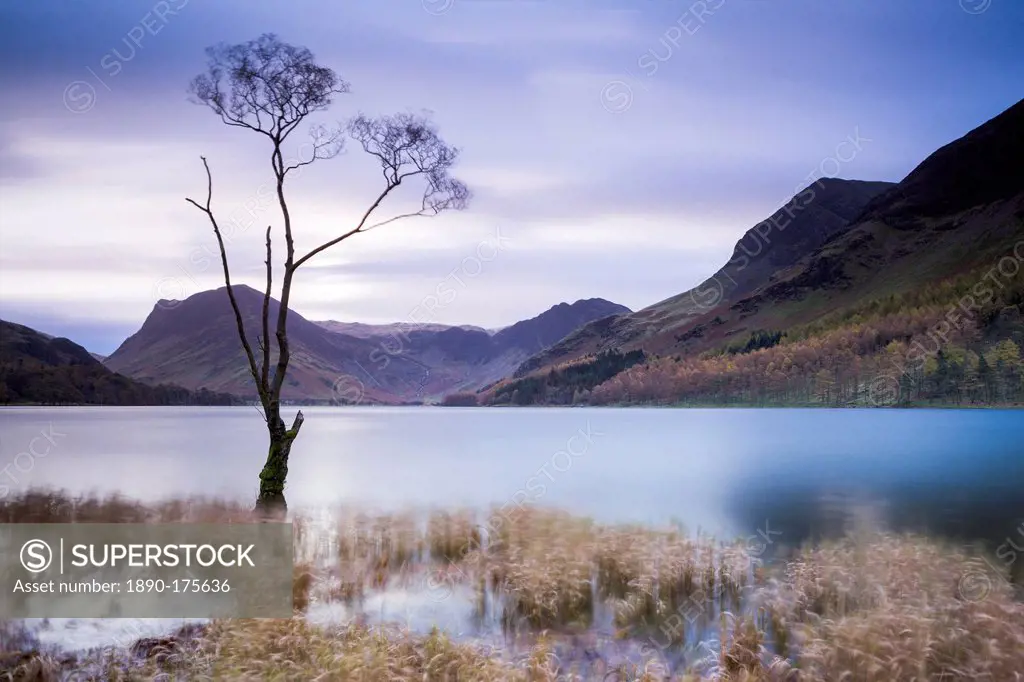 Lone tree on the shores of Lake Buttermere with Fleetwith Pike in the distance, Lake District National Park, Cumbria, England, United Kingdom, Europe