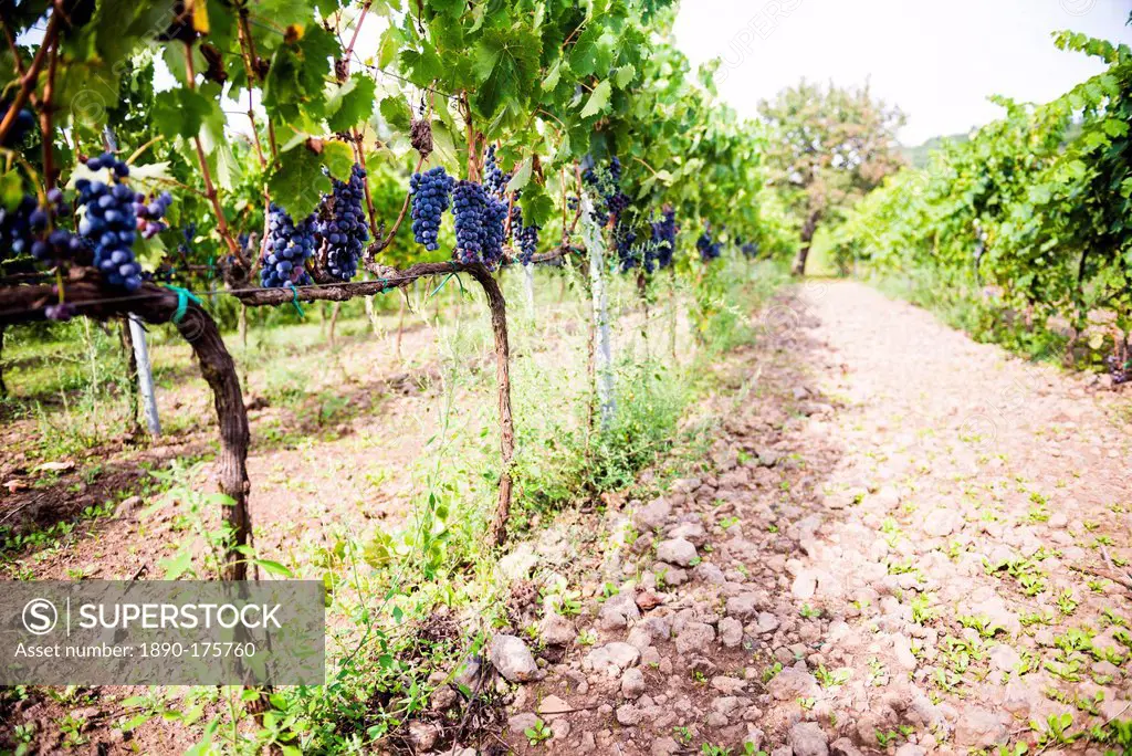 Red grapes at a vineyard on Mount Etna Volcano, UNESCO World Heritage Site, Sicily, Italy, Europe