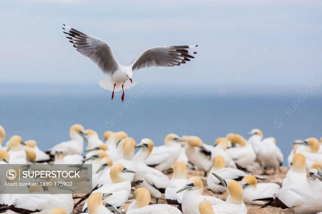 Red-billed gull (Chroicocephalus scopulinus) in gannet breeding colony at Cape Kidnappers, Napier, North Island, New Zealand, Pacific