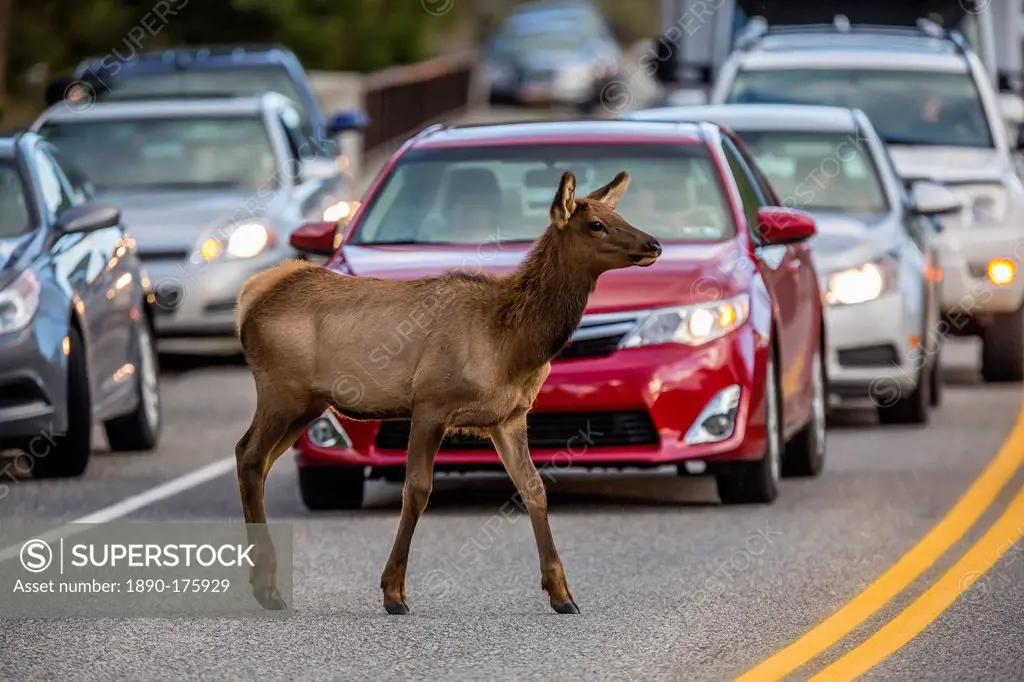 Young elk (Cervus canadensis), crossing amongst traffic along the Madison River, Yellowstone National Park, Wyoming, United States of America, North A...