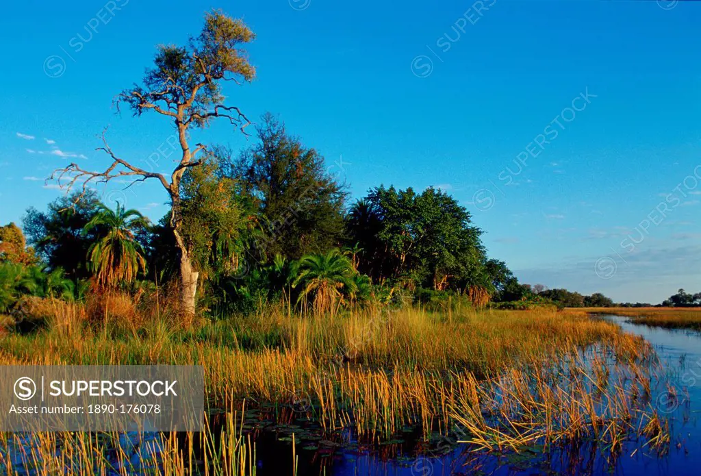 Reeds growing in the Okavango Delta in Botswana, Africa