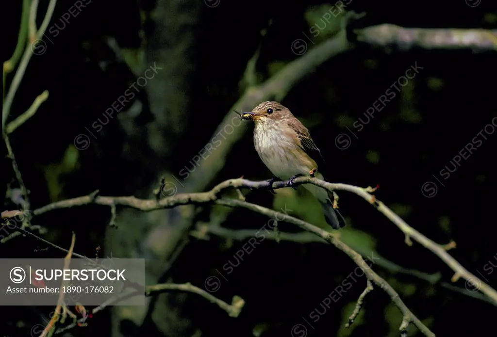 Spotted Flycatcher bird with a fly in its beak on a branch in Oxfordshire, England
