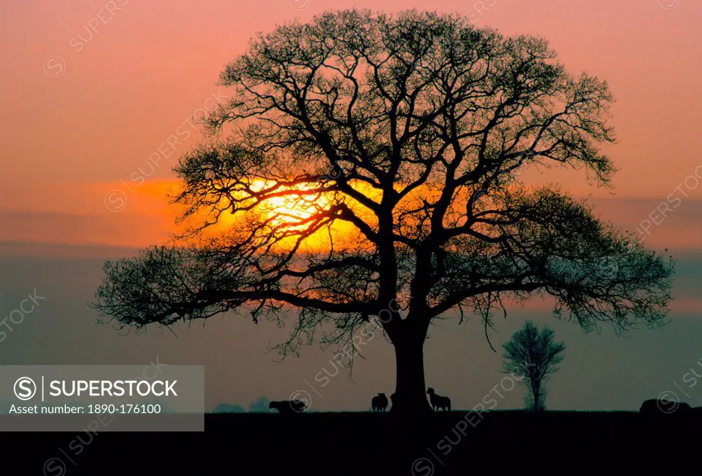 Sheep silhouetted against the sunset as they shelter under an oak tree, England