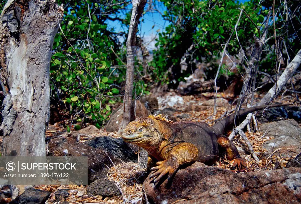 Land iguana , Galapagos Islands, Ecuador