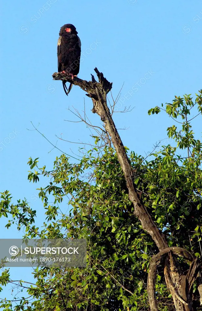 Bateleur Eagle, Serengeti, Tanzania, East Africa