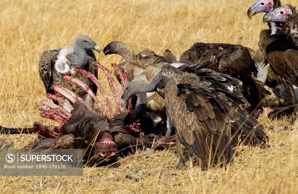 Lappet Faced Vultures feasting on an animal carcass, Grumet, Tanzania, East Africa