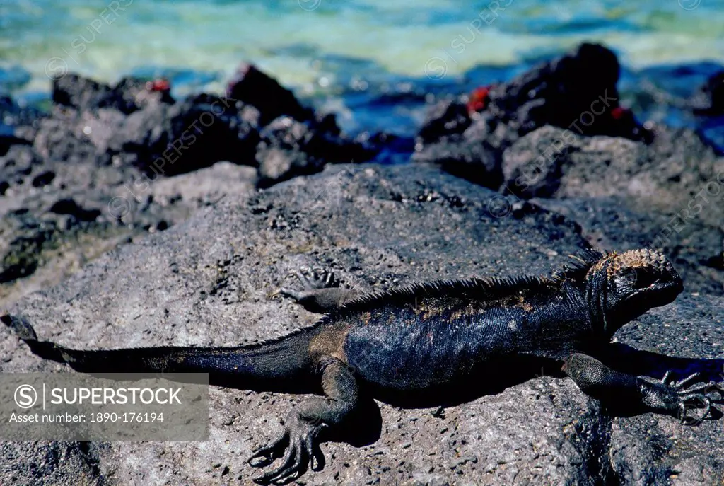 Marine Iguana on rocks, Galapagos Islands, Ecuador