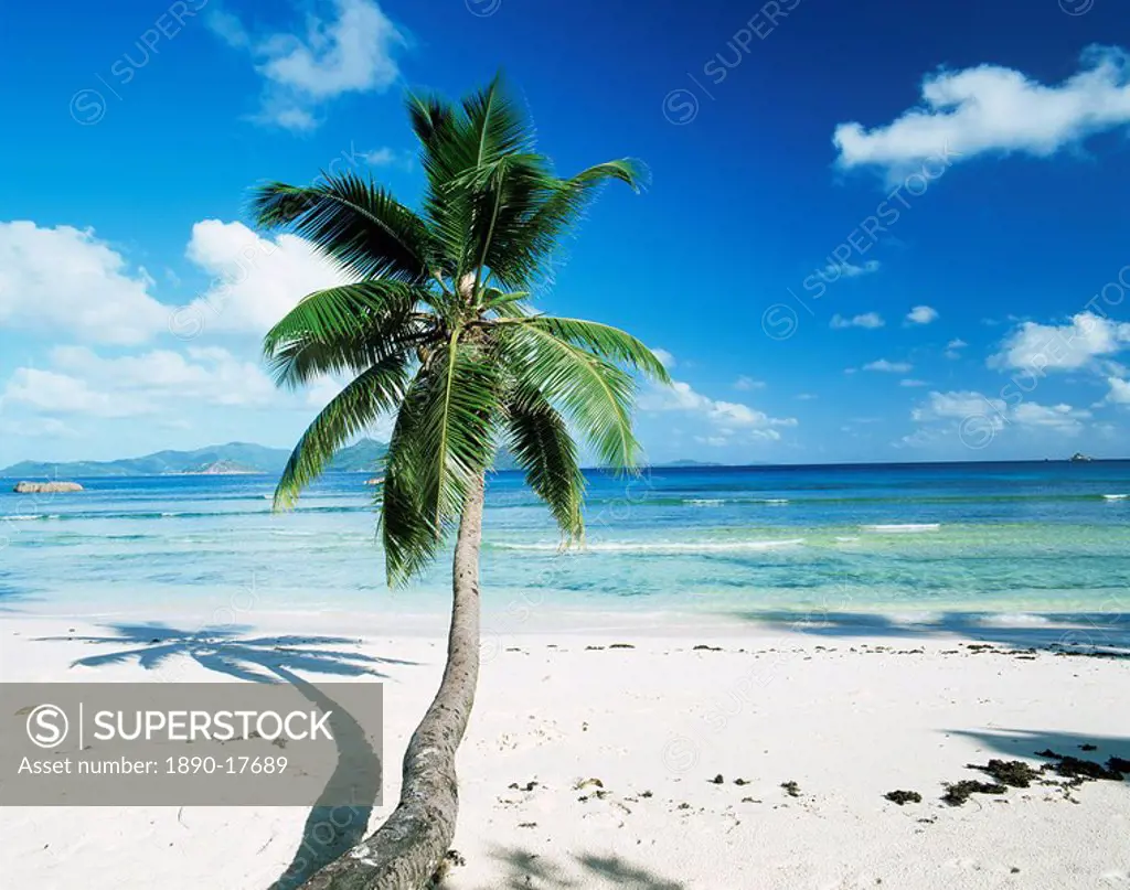Leaning palm tree and beach, Anse Severe, La Digue island, Seychelles, Indian Ocean, Africa
