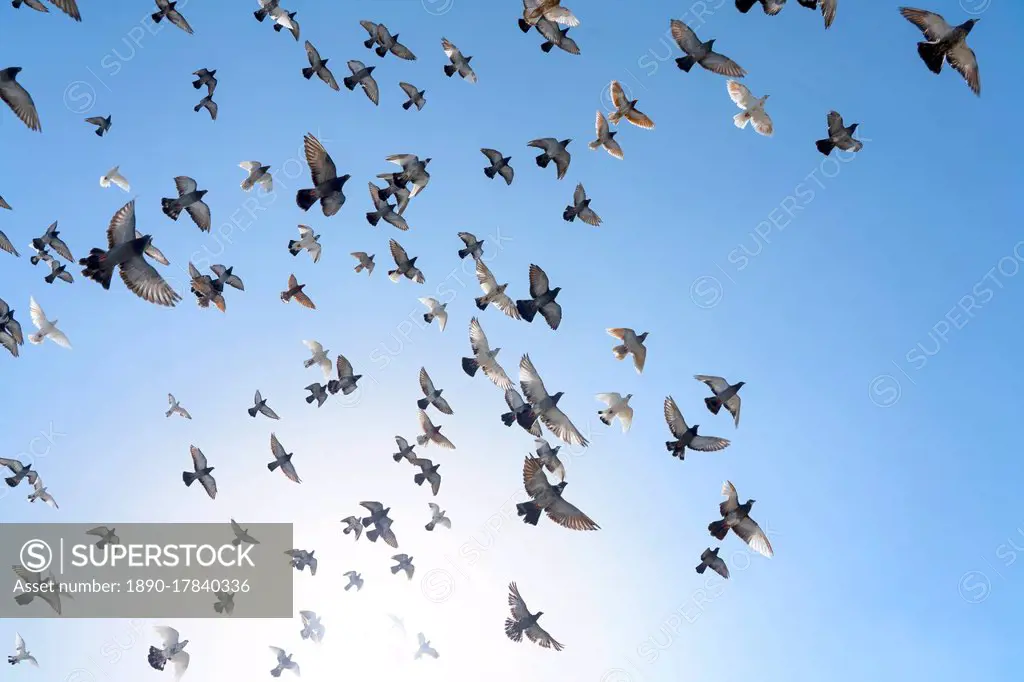 Flock of rock doves (rock pigeons) (common pigeons) (Columba livia) in Mykonos, Cyclades, Greek Islands, Greece, Europe