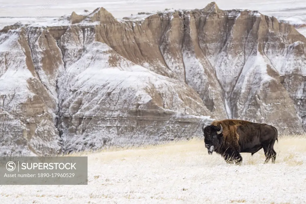 Profile of American Bison (Bison Bison) in the snow in the Badlands, Badlands National Park, South Dakota, United States of America, North America