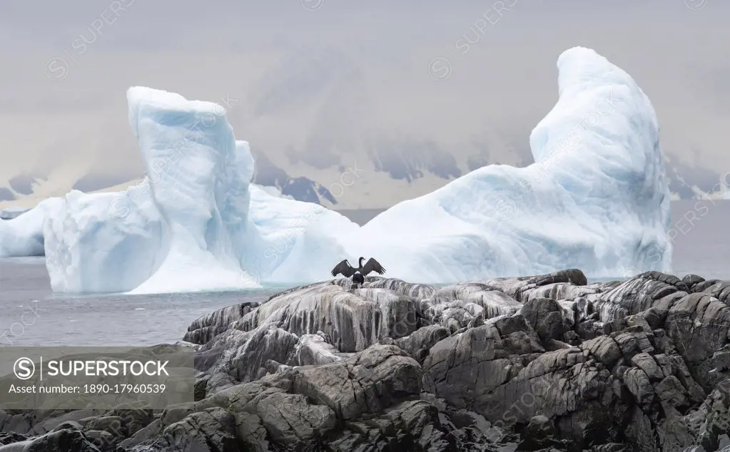 Antarctic shag spreading wings with wing-shaped iceberg, Antarctica, Polar Regions