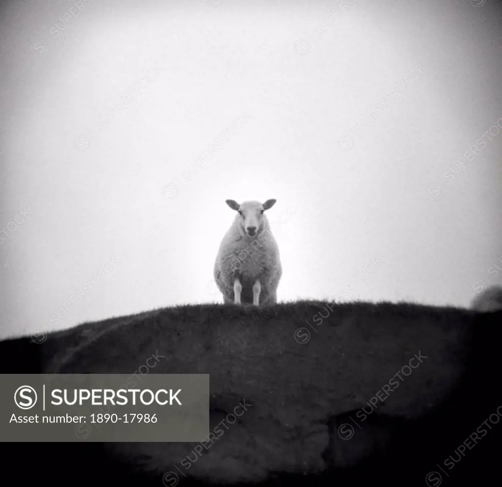 Image taken with a Holga medium format 120 film toy camera of sheep standing on hill looking down, Taransay, Outer Hebrides, Scotland, United Kingdom,...