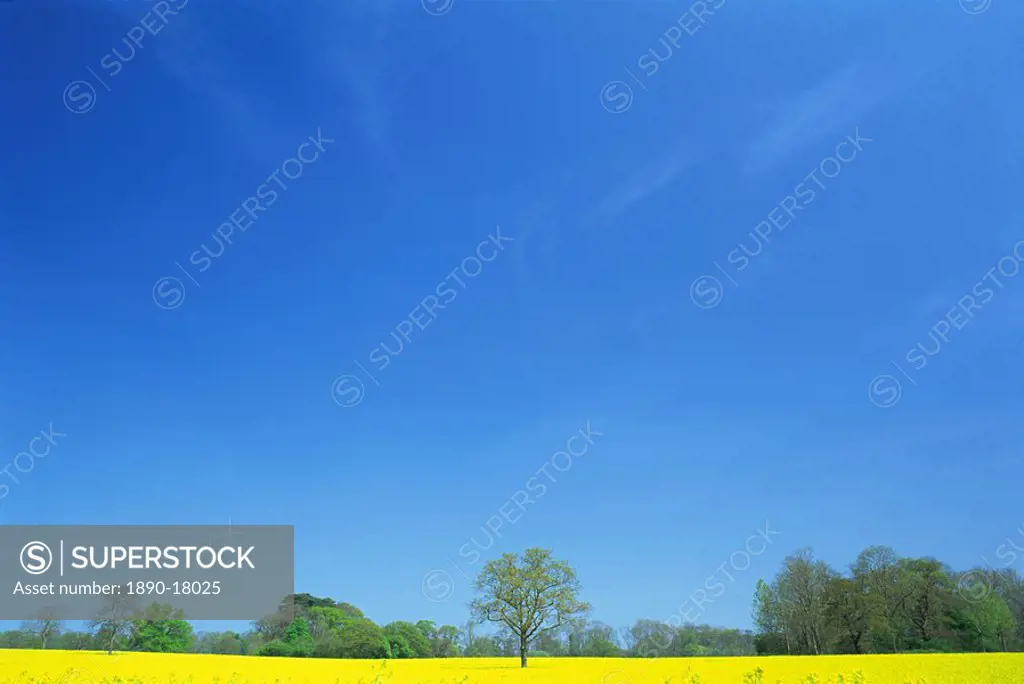 Agricultural landscape of yellow field with trees and blue sky in Northamptonshire, England, United Kingdom, Europe