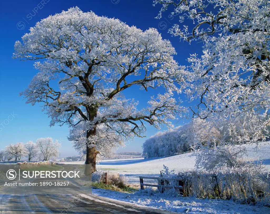 Frosted tree at roadside and rural winter scene, Lincolnshire, England, United Kingdom, Europe