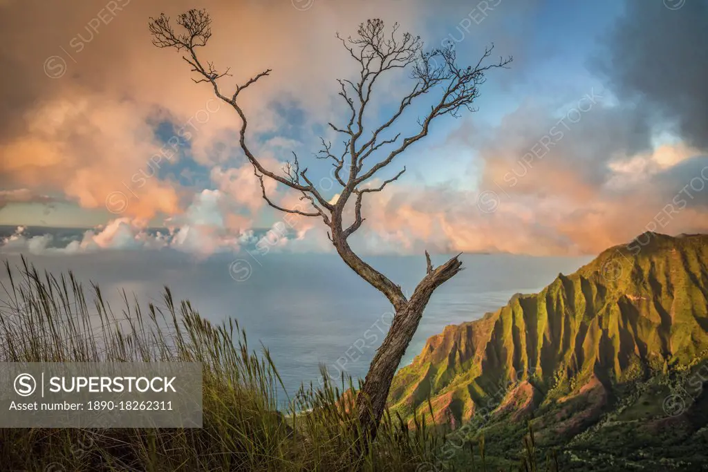 A lone acacia koa tree stretches up to the colorful sunset clouds over the Kalalau Valley, Kokee State Park, Hawaii, United States of America, Pacific