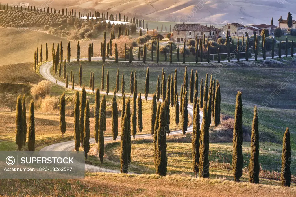Tree-lined avenue with cypresses at sunset in Tuscany, Italy, Europe