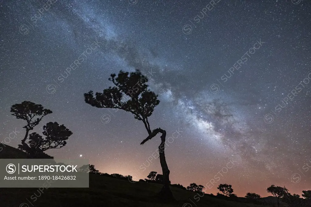 Milky Way on tree silhouettes in Fanal forest, Madeira island, Portugal, Atlantic, Europe