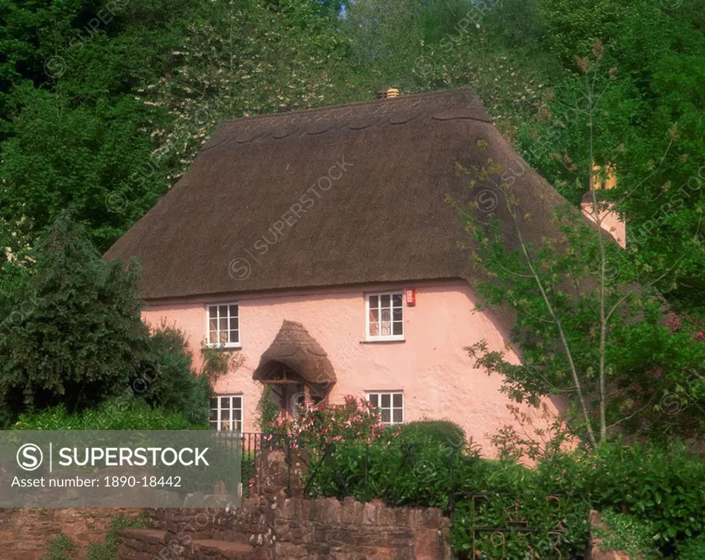 Pink washed thatched cottage at Widecombe, near Torquay, Devon, England, United Kingdom, Europe