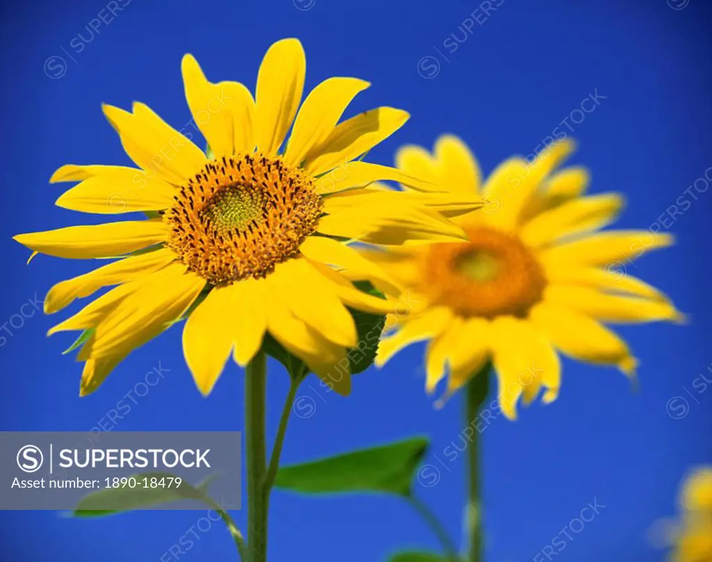 Close_up of sunflower in a field of flowers