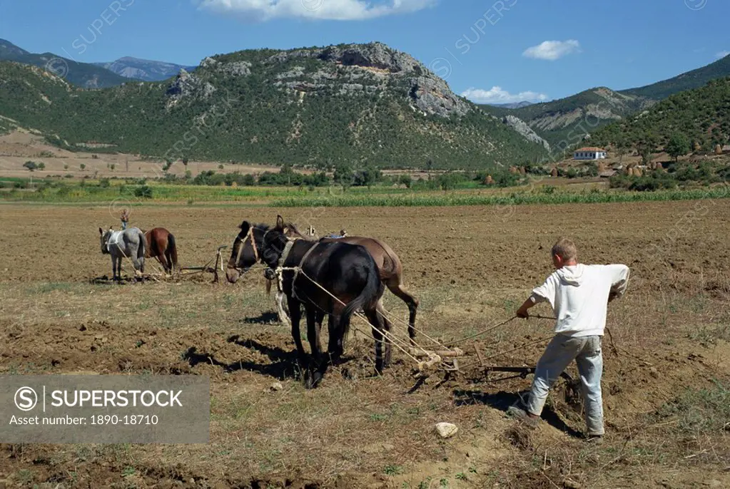 A farmer ploughing with horses in a field in the Vjosa valley in Albania, Europe