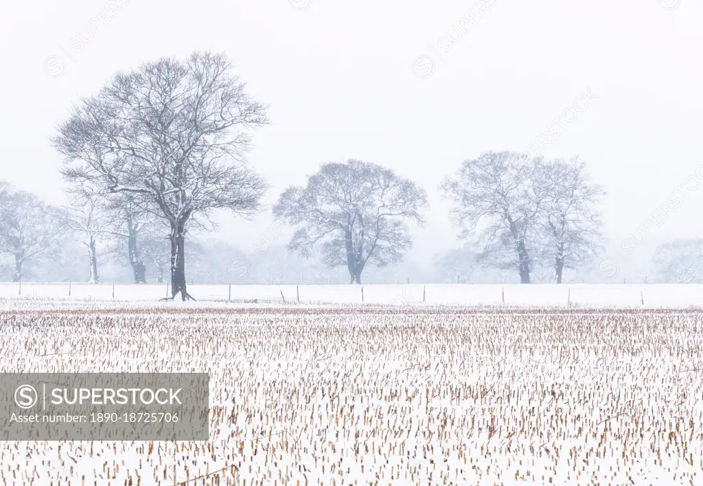 Trees in the field, Darlands Nature Reserve, Borough of Barnet, London, England, United Kingdom, Europe