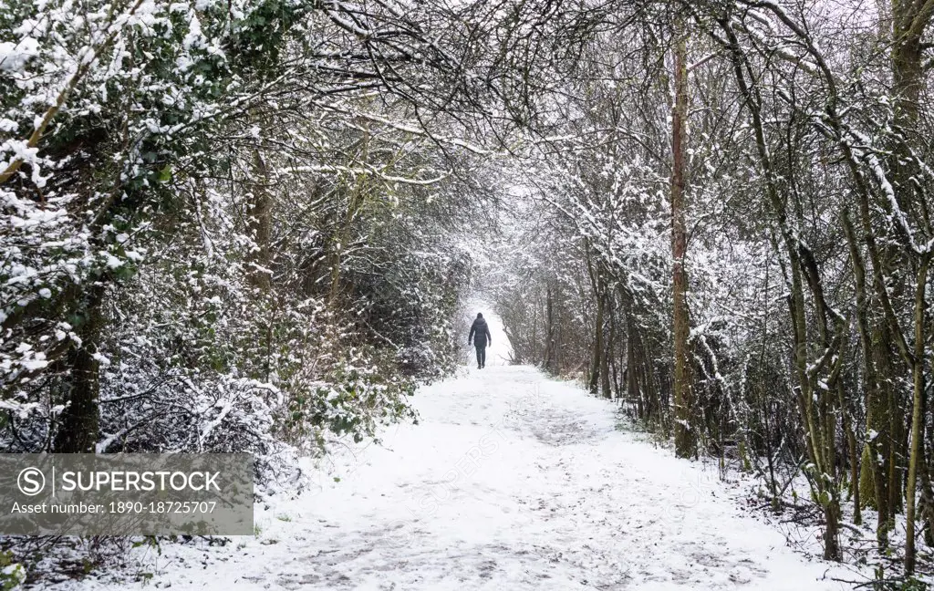 A walker on the path in Darlands Nature Reserve, Borough of Barnet, London, England, United Kingdom, Europe