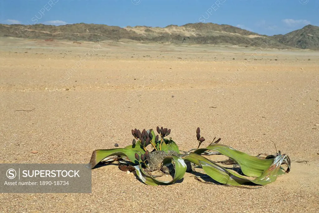 Welwitschia mirabilis plant, Namib_Naukluft National Park, Namibia, Africa