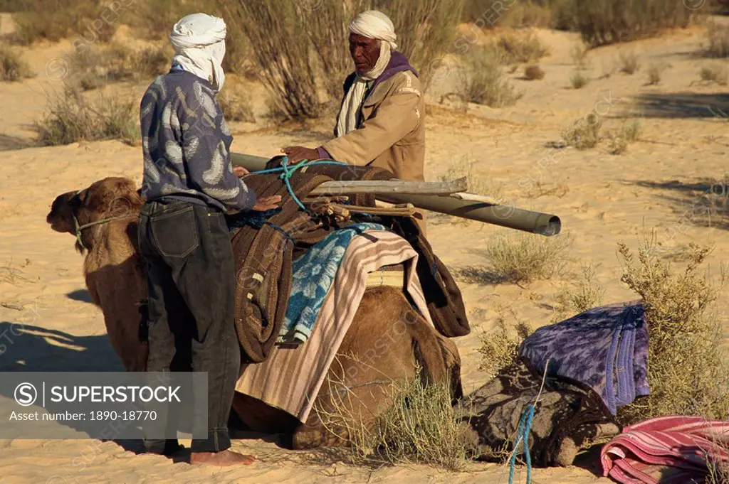 Berber guides loading camel, Sahara Desert near Douz, Tunisia, North Africa, Africa