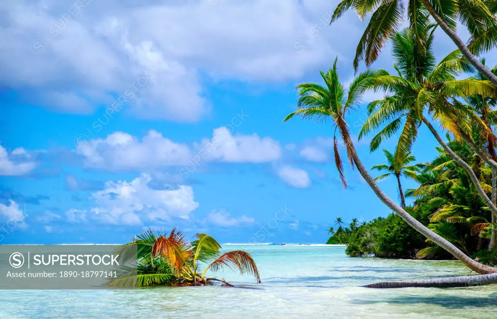Palm trees edging, Scout Park Beach, Cocos (Keeling) Islands, Indian Ocean, Asia