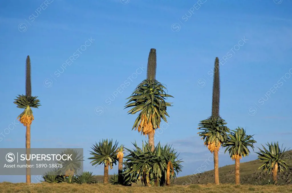 Giant lobelia, Simien Mountains National Park, UNESCO World Heritage Site, Ethiopia, Africa