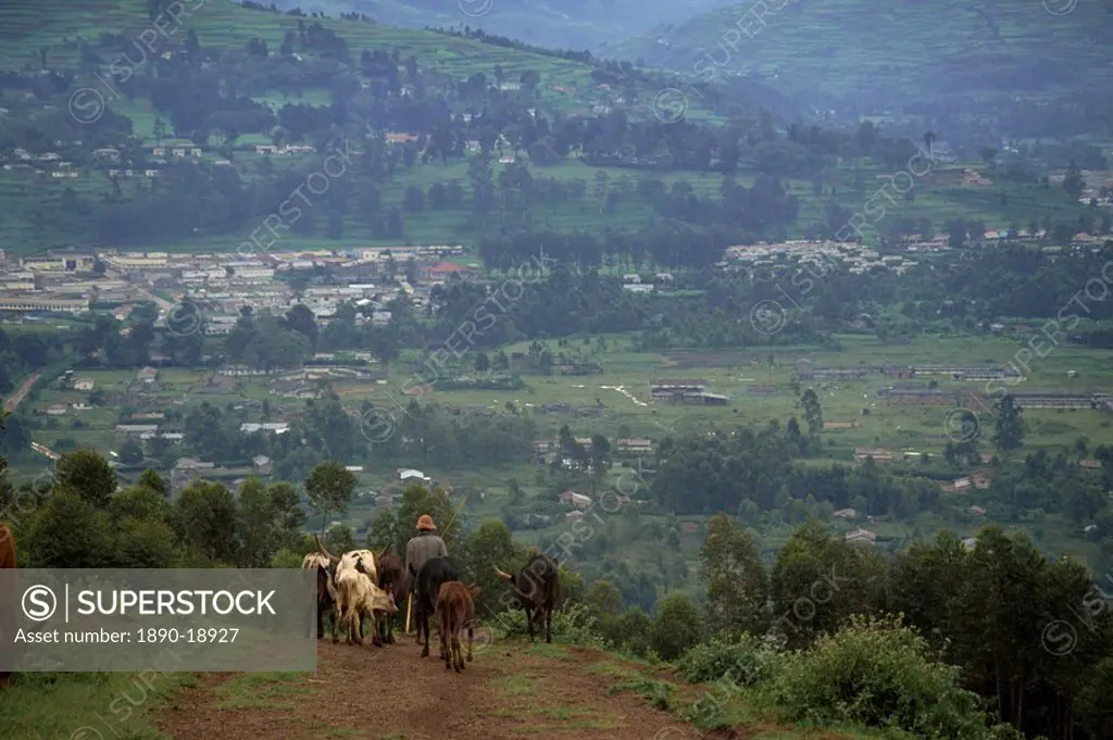 Man herding cattle with Kabale town in background, Kabale, Uganda, East Africa, Africa