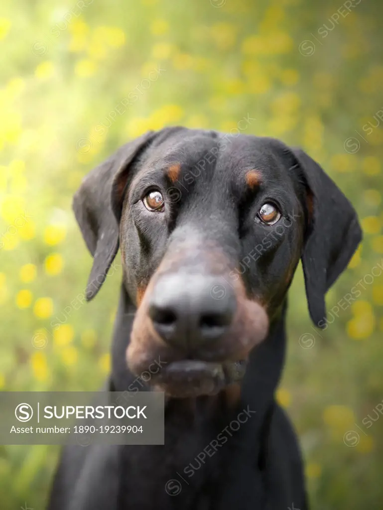 Dobermann dog in a field of yellow flowers, Italy, Europe