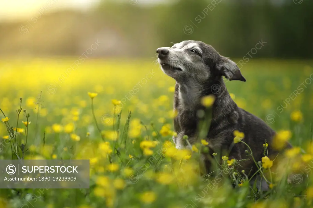 Small dog sunbathing in a field of yellow flowers, Italy, Europe