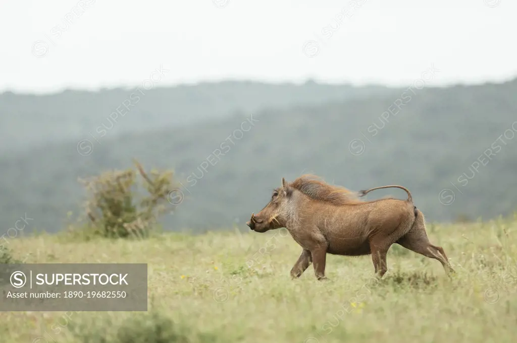 Warthog, Addo Elephant National Park, Eastern Cape, South Africa, Africa