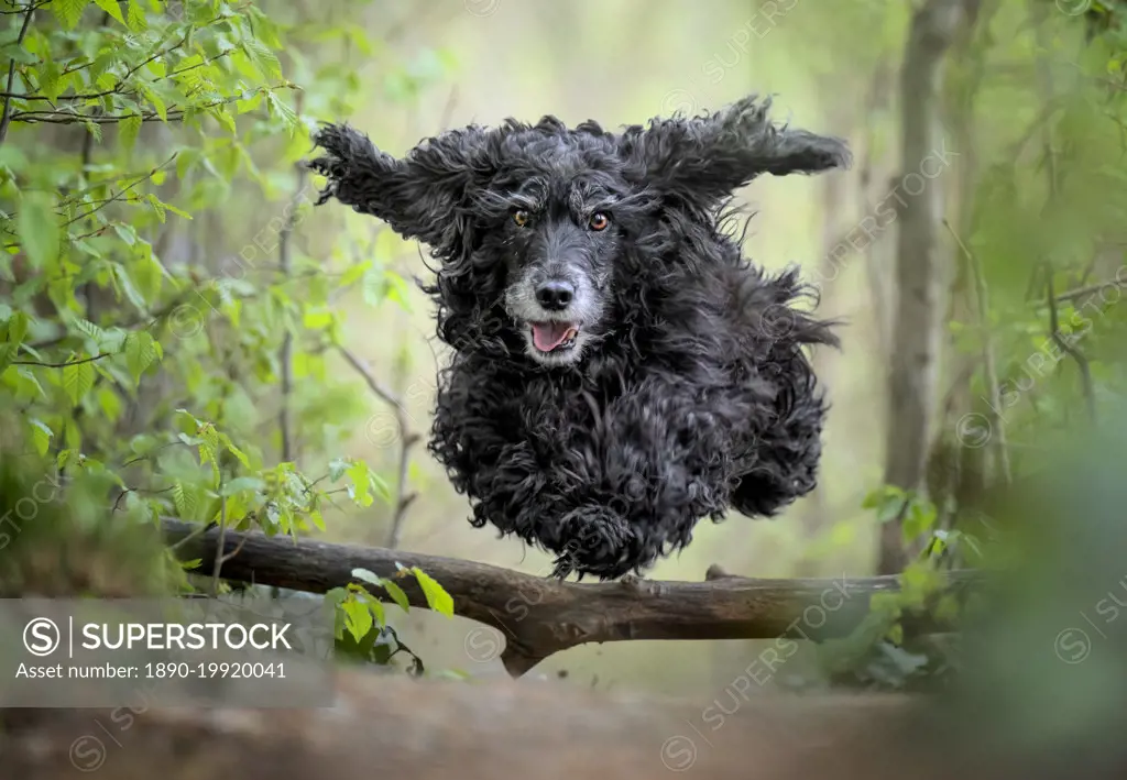 Black Cocker Spaniel dog running and jumping over a stick in the woods, Italy, Europe