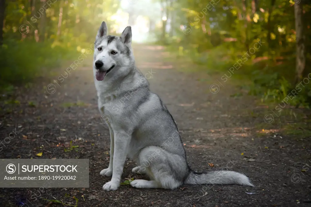 Siberian Husky dog side view, sitting and looking into camera, Italy, Europe