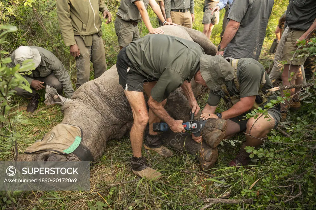 Rhino Collaring Operation in Marataba Conservation Camp, Marakele National Park, South Africa, Africa