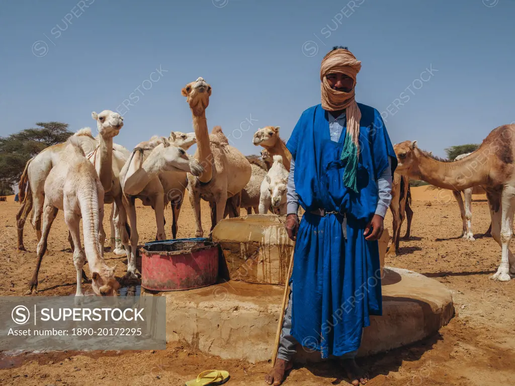 A worker with his dromedaries, taking water out of a well in a village between Nouakchott and Tidjikdja, Mauritania, Sahara, West Africa, Africa