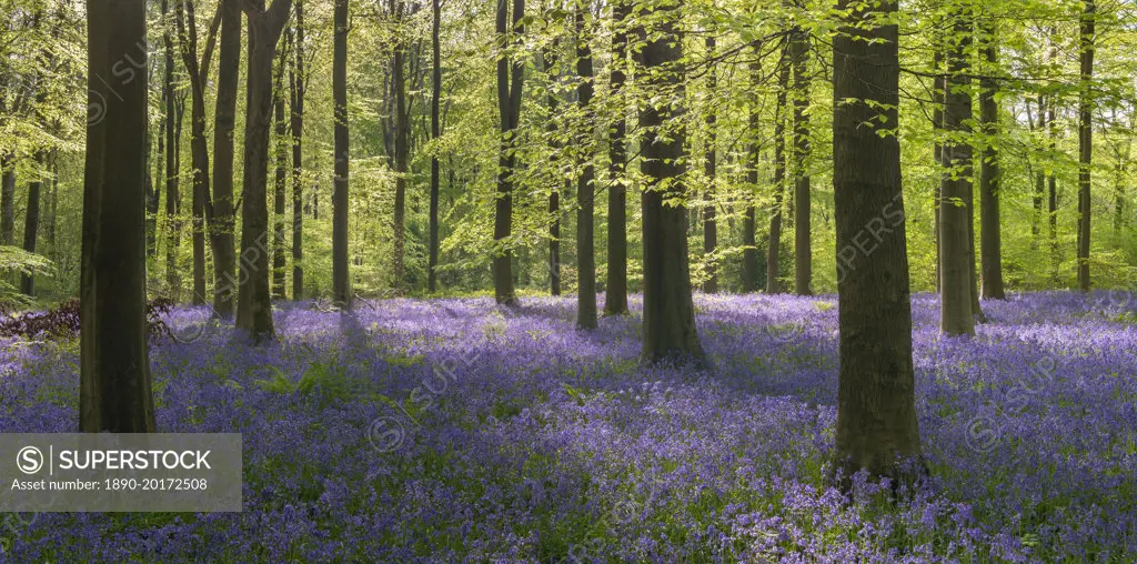 Morning sunlight in a bluebell woodland, West Woods, Wiltshire, England, United Kingdom, Europe