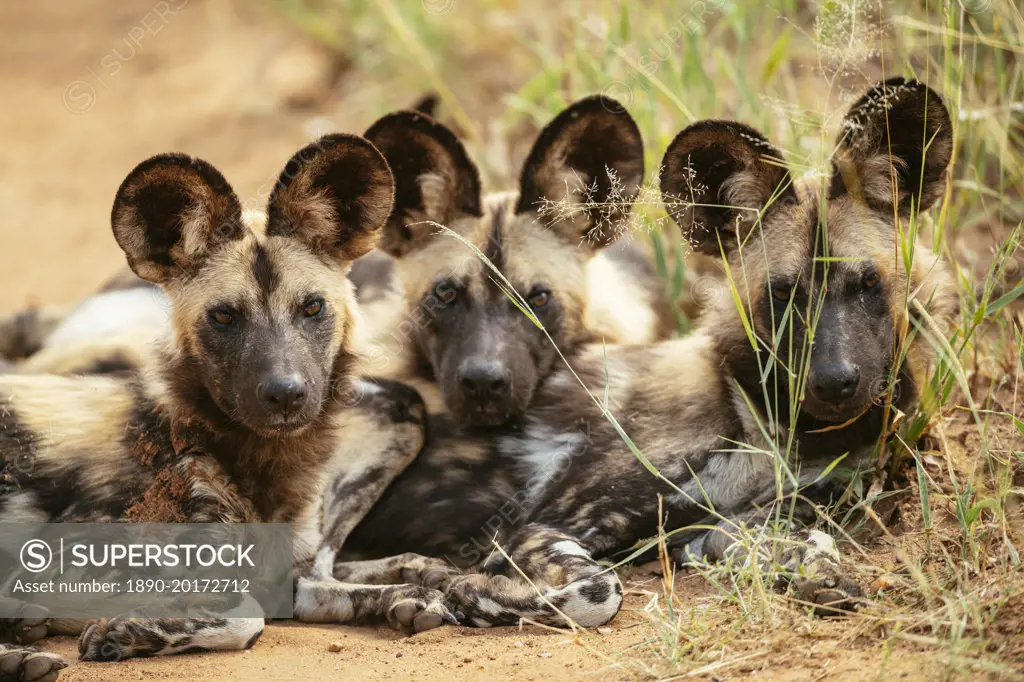 African Wild Dogs (Painted Wolves), Timbavati Private Nature Reserve, Kruger National Park, South Africa, Africa