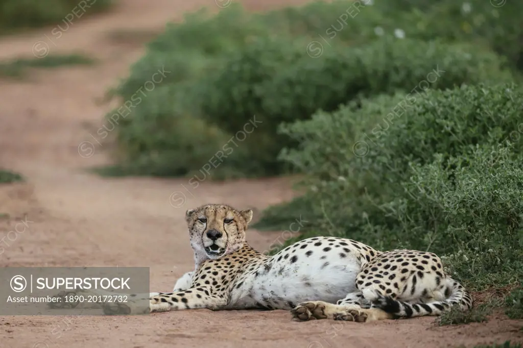 Cheetah, Marataba, Marakele National Park, South Africa, Africa
