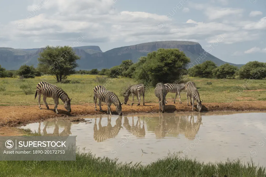 Burchell's Zebras at Watering Hole, Marataba, Marakele National Park, South Africa, Africa