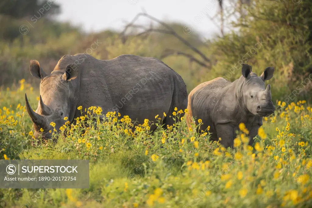Young White Rhino with mother, Marataba, Marakele National Park, South Africa, Africa