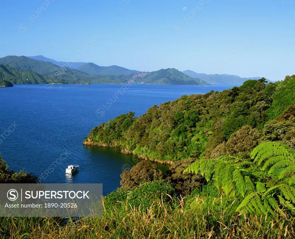 Landscape of Queen Charlotte Sound near Picton, Marlborough, South Island, New Zealand, Pacific