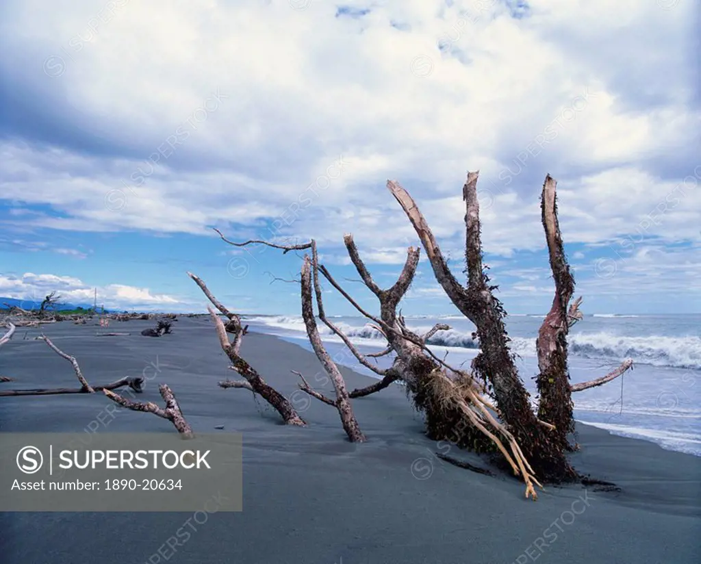 Dead trees on the beach at Hokitika, a busy goldrush port in 1860s, where 42 vessels lost on treacherous beach, in Westland, South Island, New Zealand...