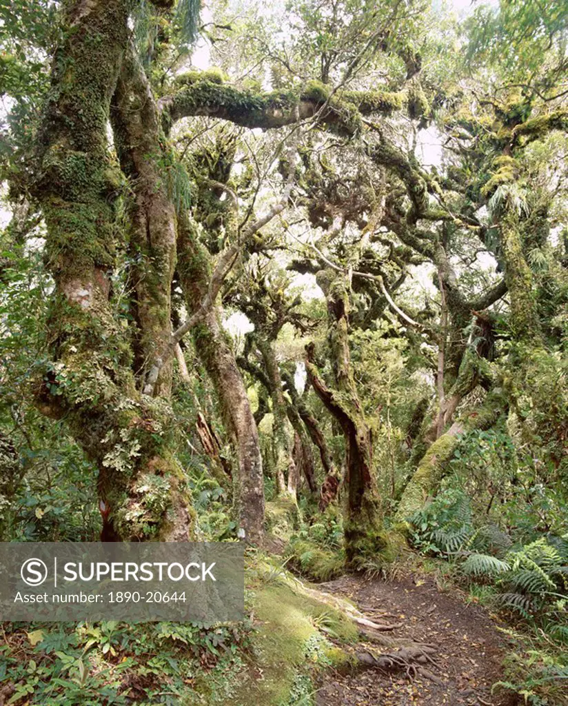 Goblin Forest, Kamahi Forest, Dawson Falls Track, Mount Egmont National Park, Taranaki, North Island, New Zealand, Pacific