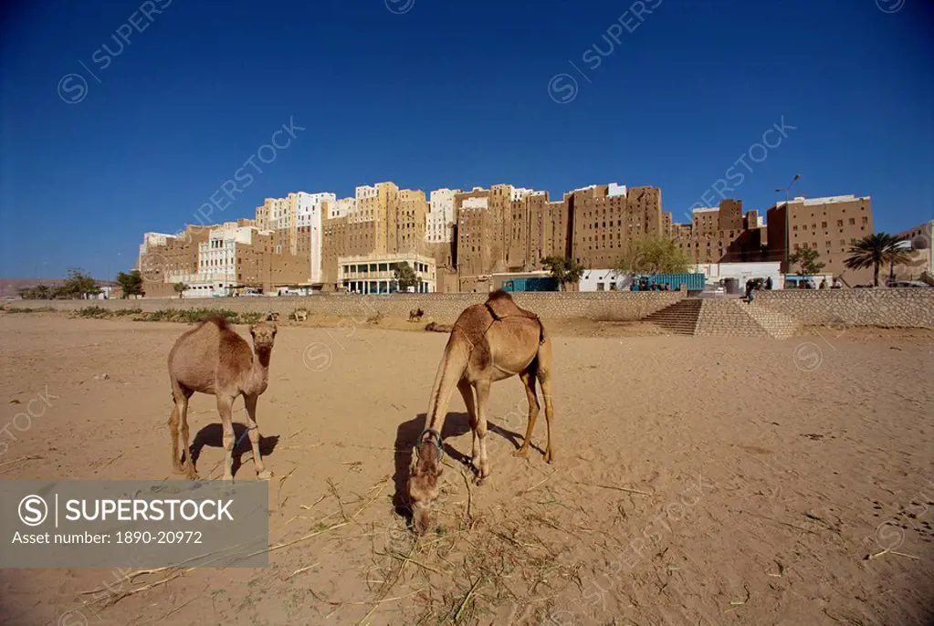 Camels, with the backs of the tall mud brick houses on the south side of the walled city of Shibam beyond, UNESCO World Heritage Site, Wadi Hadramaut,...
