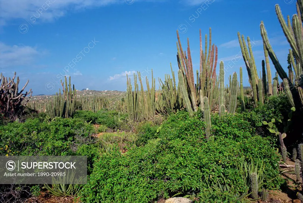 Candle cacti, Arikok National Park, Aruba, West Indies, Caribbean, Central America